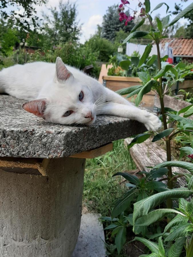 Ferienzimmer Sudheide Beckedorf  Dış mekan fotoğraf
